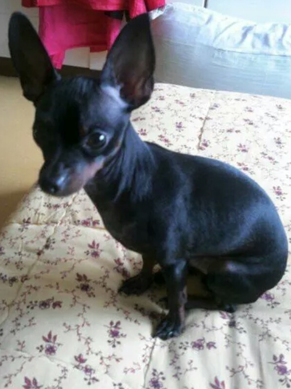 우리 비누 좀 찾아 주세요!!!!!!!!! - 강아지 찾아요 - 유기견 보호 센터 - 이미지 1