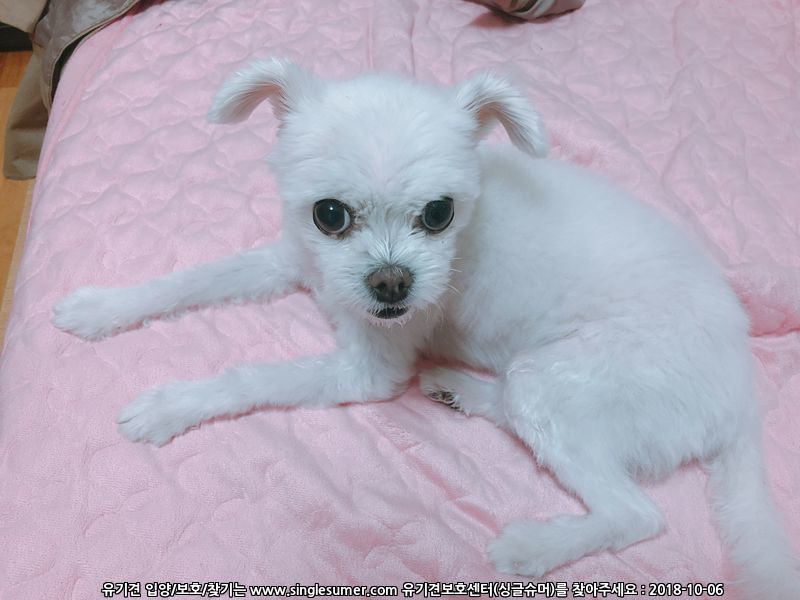 유기견보호센터 강아지보호소 고양이보호소 - 펫찾기 24번째 사진