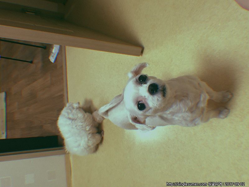 유기견보호센터 강아지보호소 고양이보호소 - 펫찾기 13번째 사진