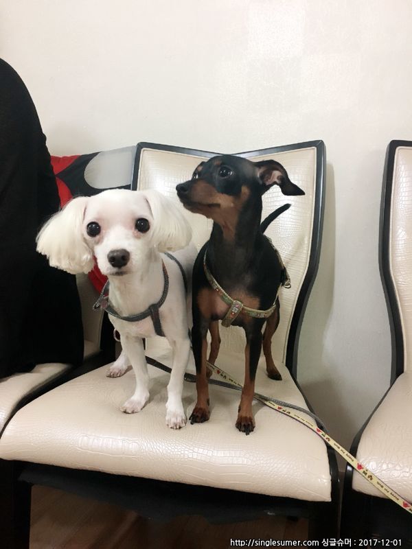 유기견보호센터 강아지보호소 고양이보호소 - 펫찾기