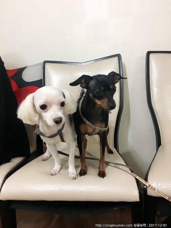 유기견보호센터 강아지보호소 고양이보호소 - 펫찾기 2번째 사진