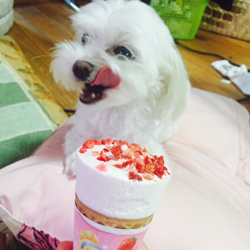 유기견보호센터 강아지보호소 고양이보호소 - 펫찾기 4번째 사진