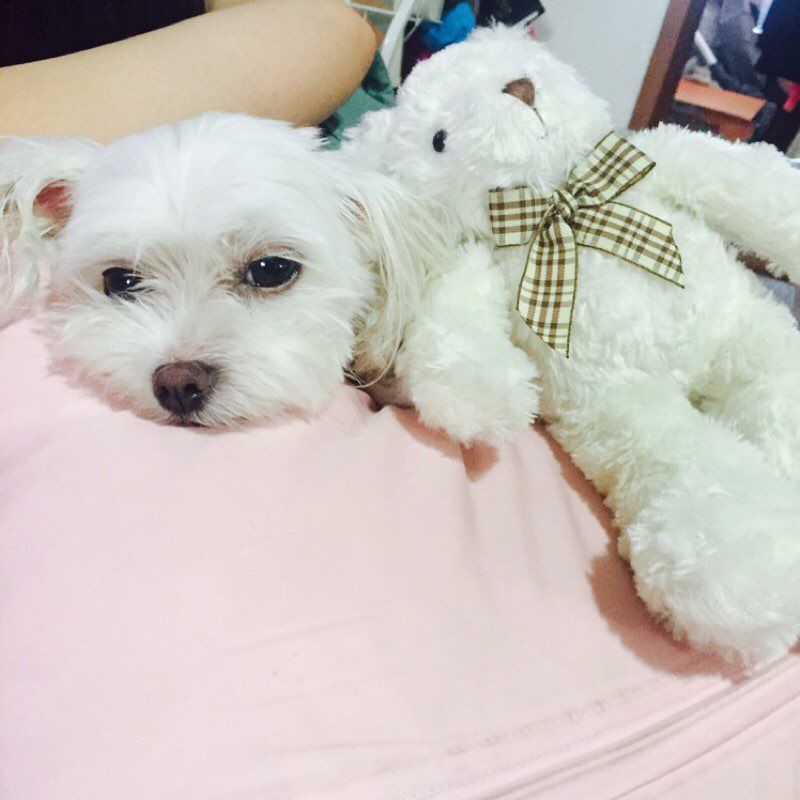 유기견보호센터 강아지보호소 고양이보호소 - 펫찾기 5번째 사진