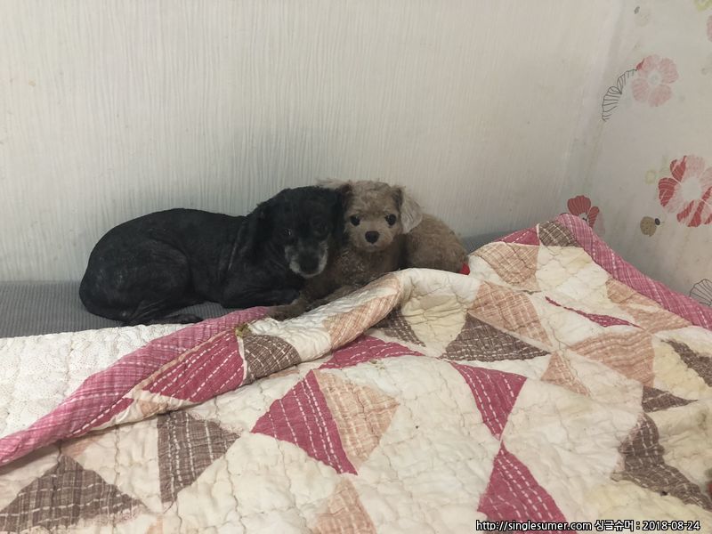 유기견보호센터 강아지보호소 고양이보호소 - 펫찾기 27번째 사진