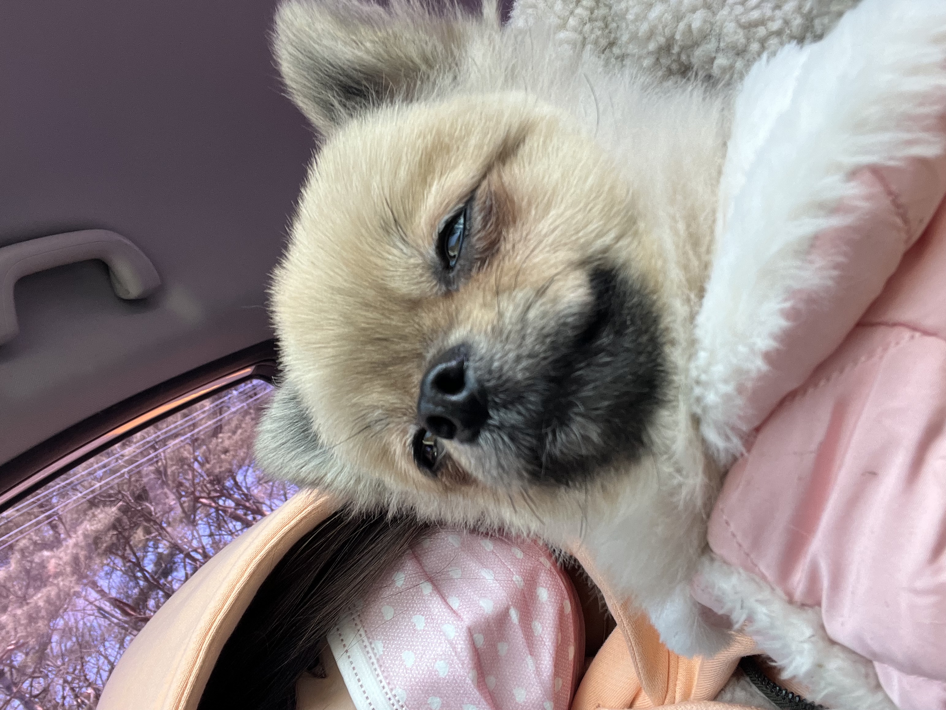 유기견보호센터 강아지보호소 고양이보호소 - 펫찾기 4번째 사진