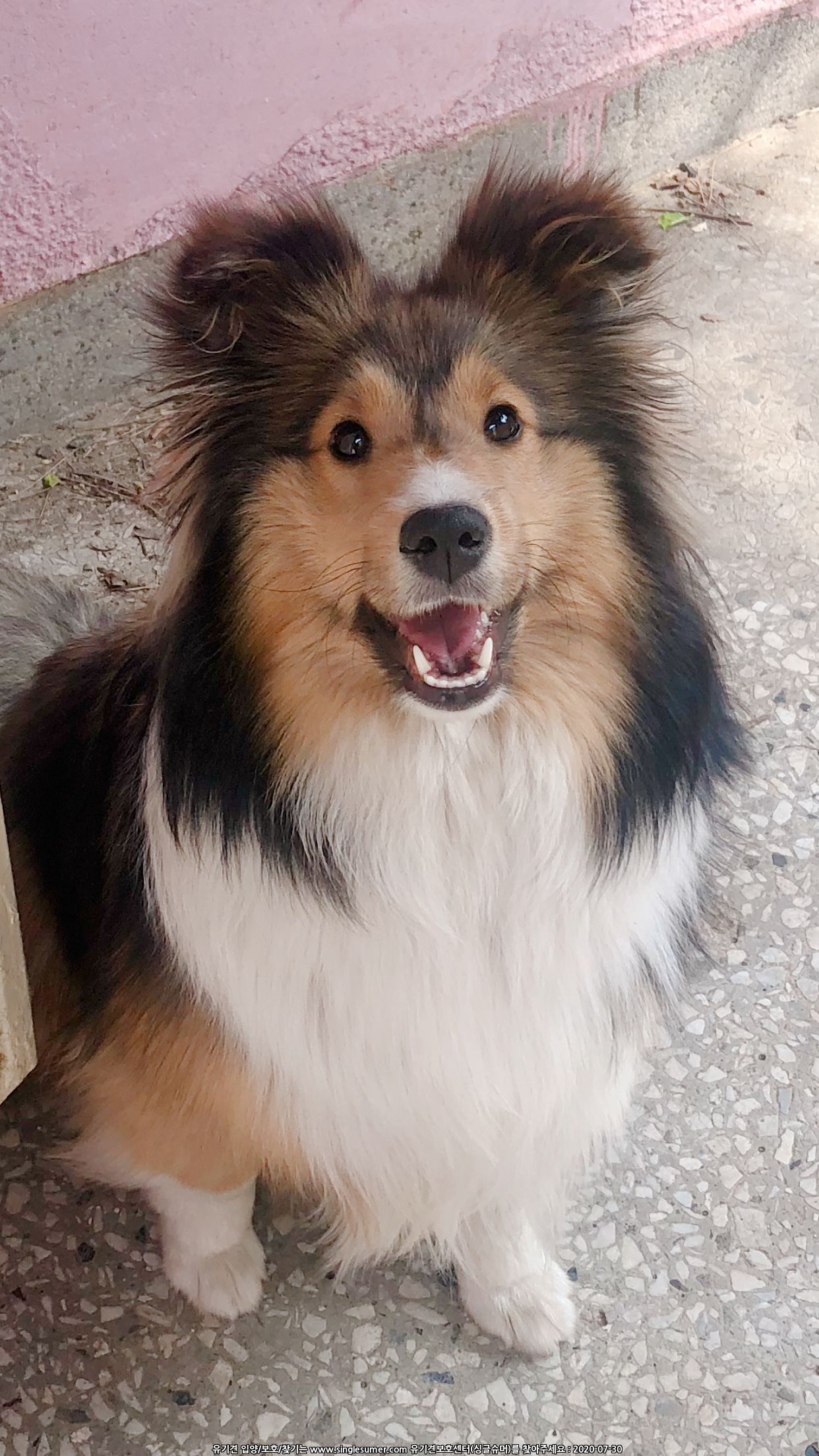 유기견보호센터 강아지보호소 고양이보호소 - 펫찾기 14번째 사진