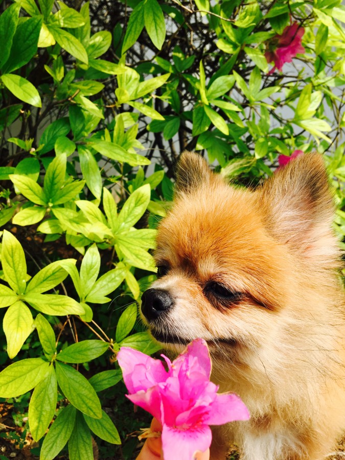 유기견보호센터 강아지보호소 고양이보호소 - 펫찾기 27번째 사진