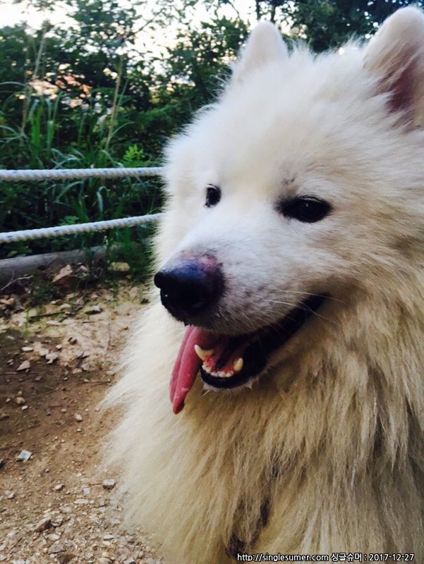 유기견보호센터 강아지보호소 고양이보호소 - 펫찾기 38번째 사진