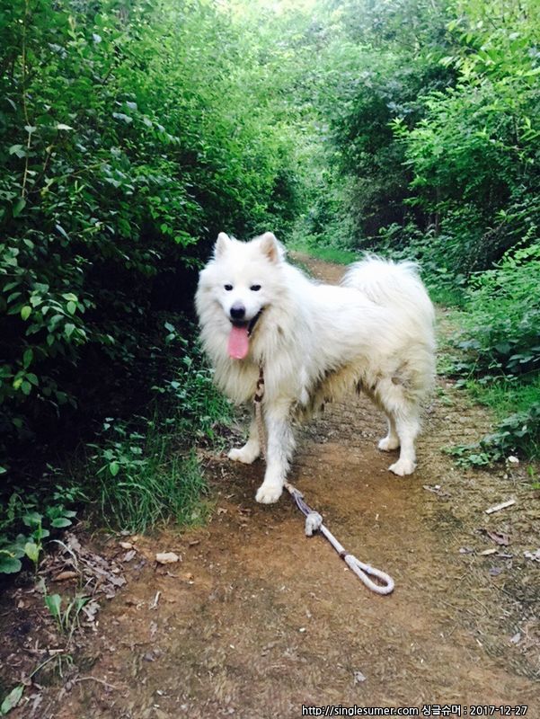 유기견보호센터 강아지보호소 고양이보호소 - 펫찾기 39번째 사진