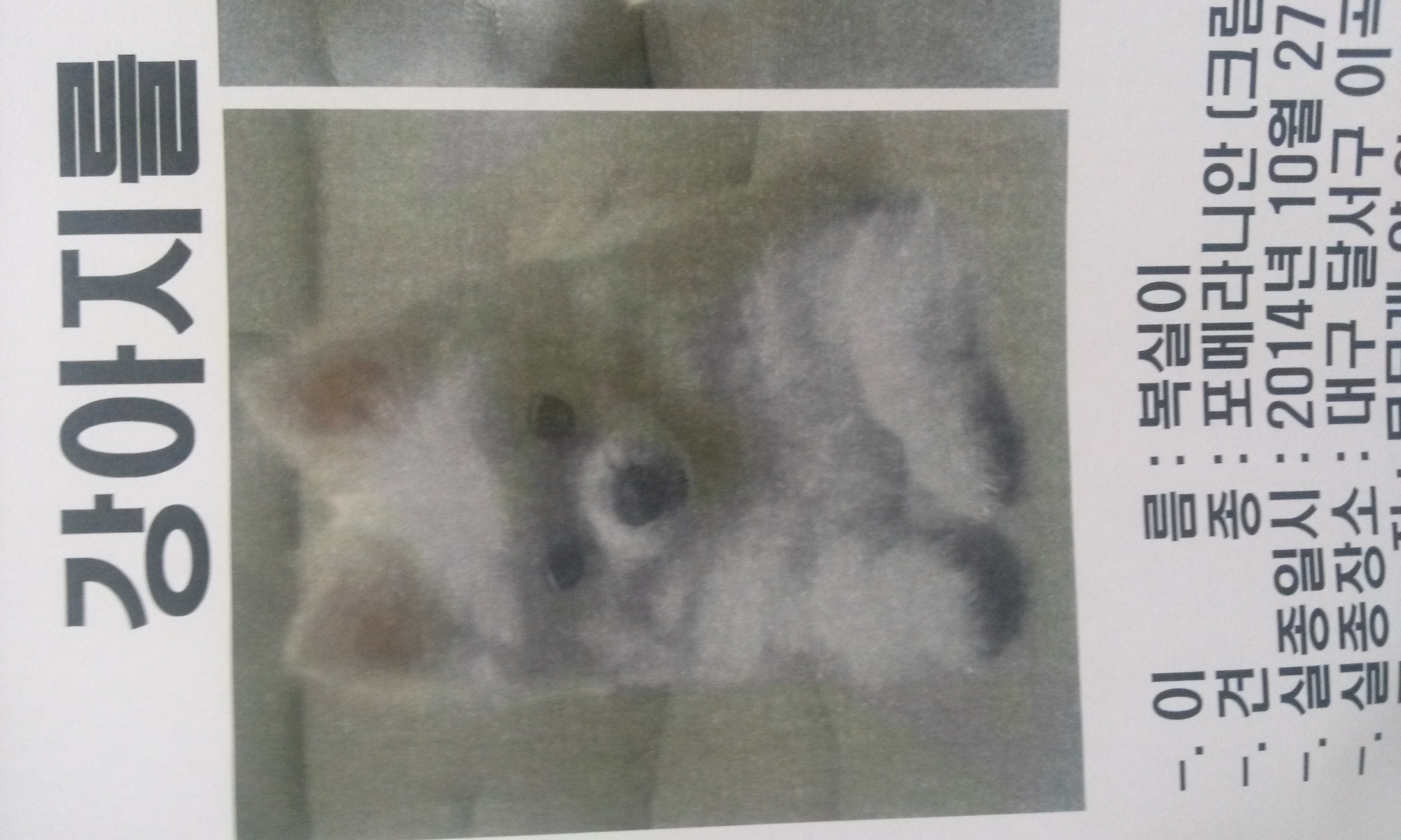 복실이 찾아요 - 강아지 찾아요 - 유기견 보호 센터 - 이미지 1