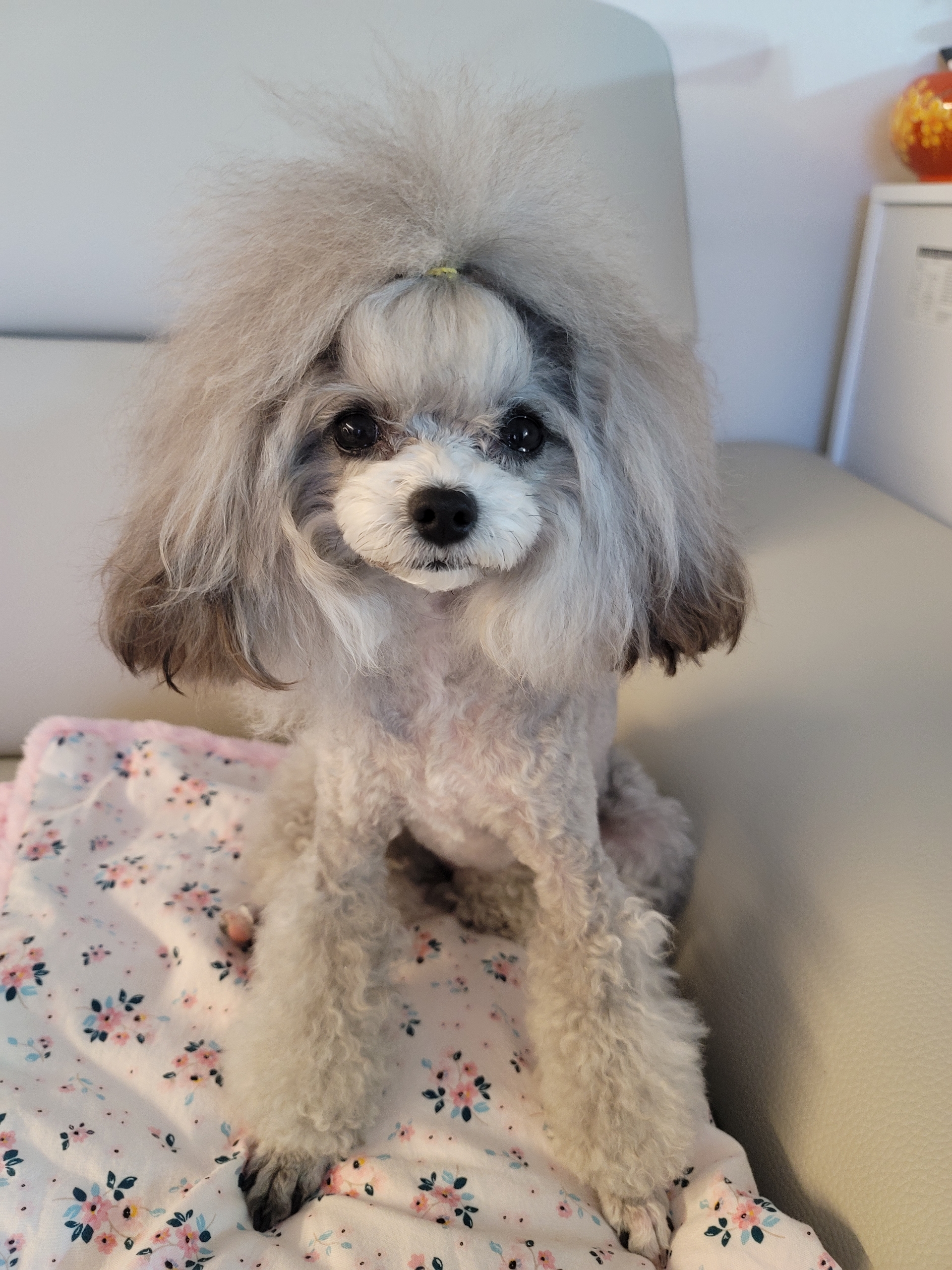 유기견보호센터 강아지보호소 고양이보호소 - 펫찾기 14번째 사진