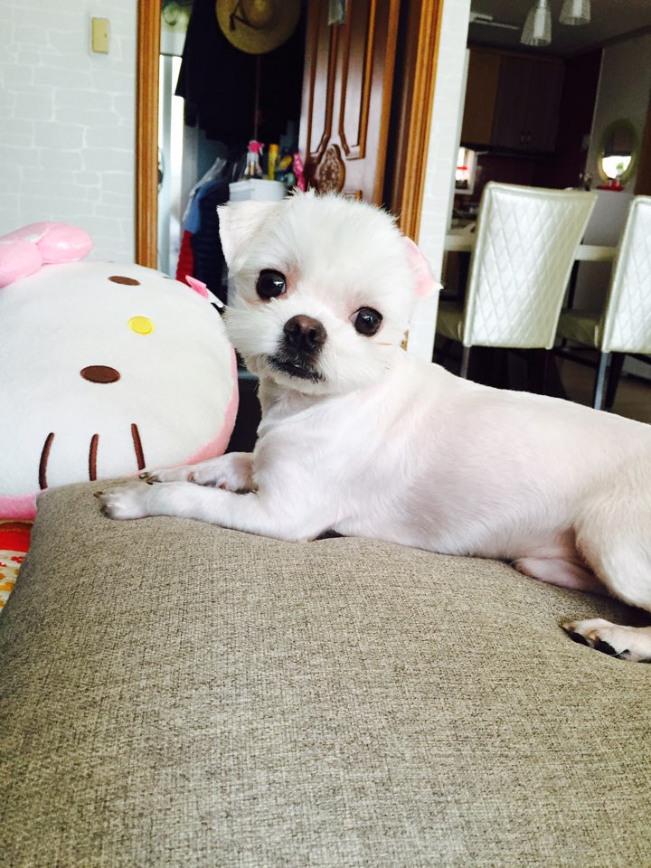 유기견보호센터 강아지보호소 고양이보호소 - 펫찾기 8번째 사진