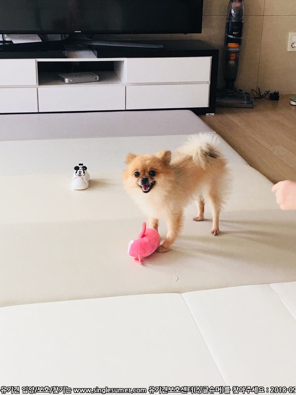 유기견보호센터 강아지보호소 고양이보호소 - 펫찾기 15번째 사진