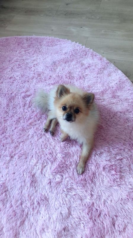 유기견보호센터 강아지보호소 고양이보호소 - 펫찾기 14번째 사진