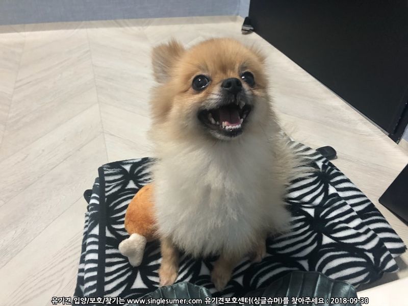 유기견보호센터 강아지보호소 고양이보호소 - 펫찾기 16번째 사진