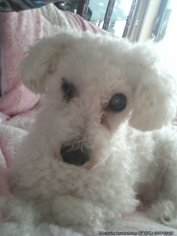 흰색 푸들 주인이 찾습니다.