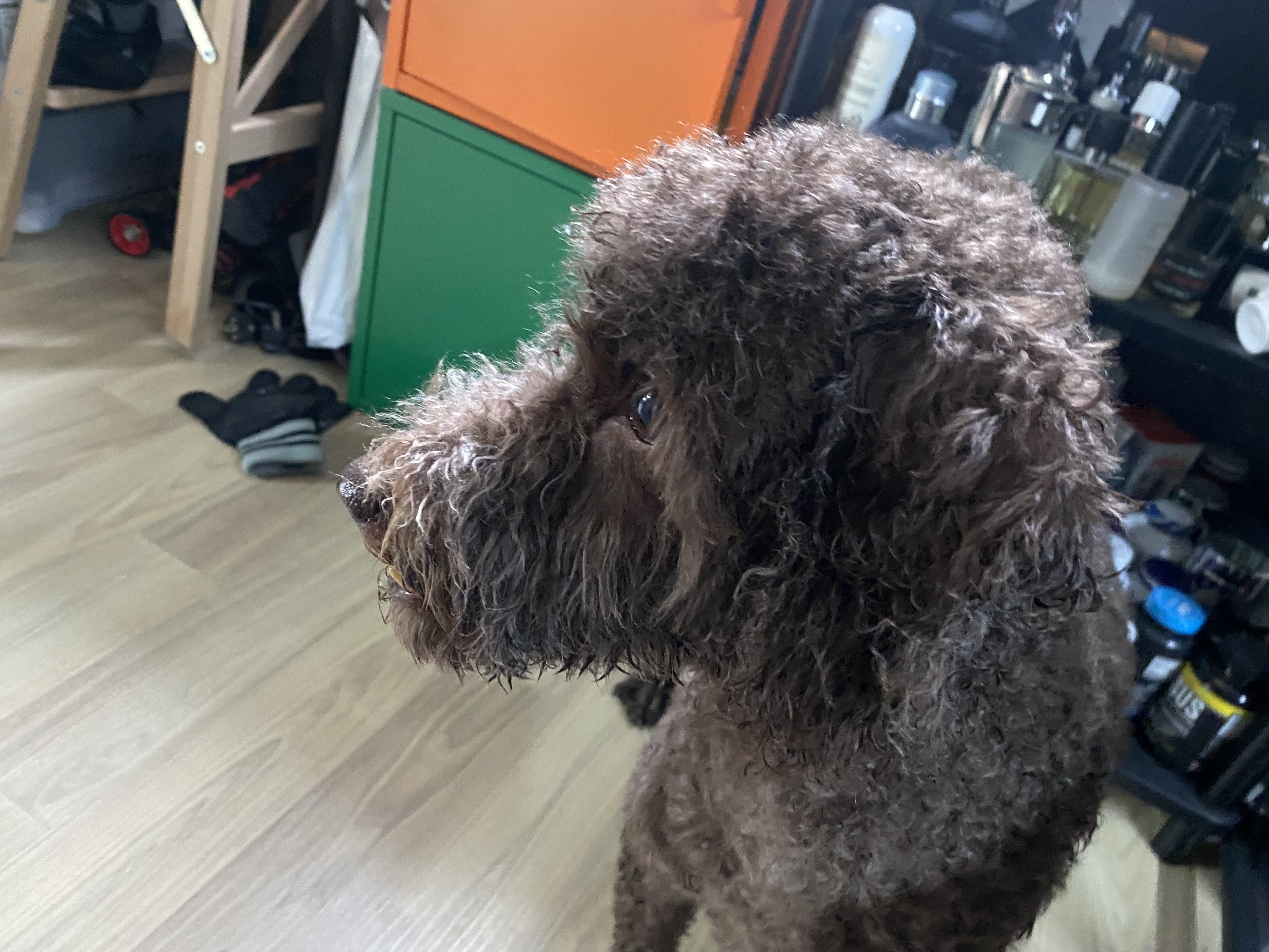 유기견보호센터 강아지보호소 고양이보호소 - 펫찾기 12번째 사진