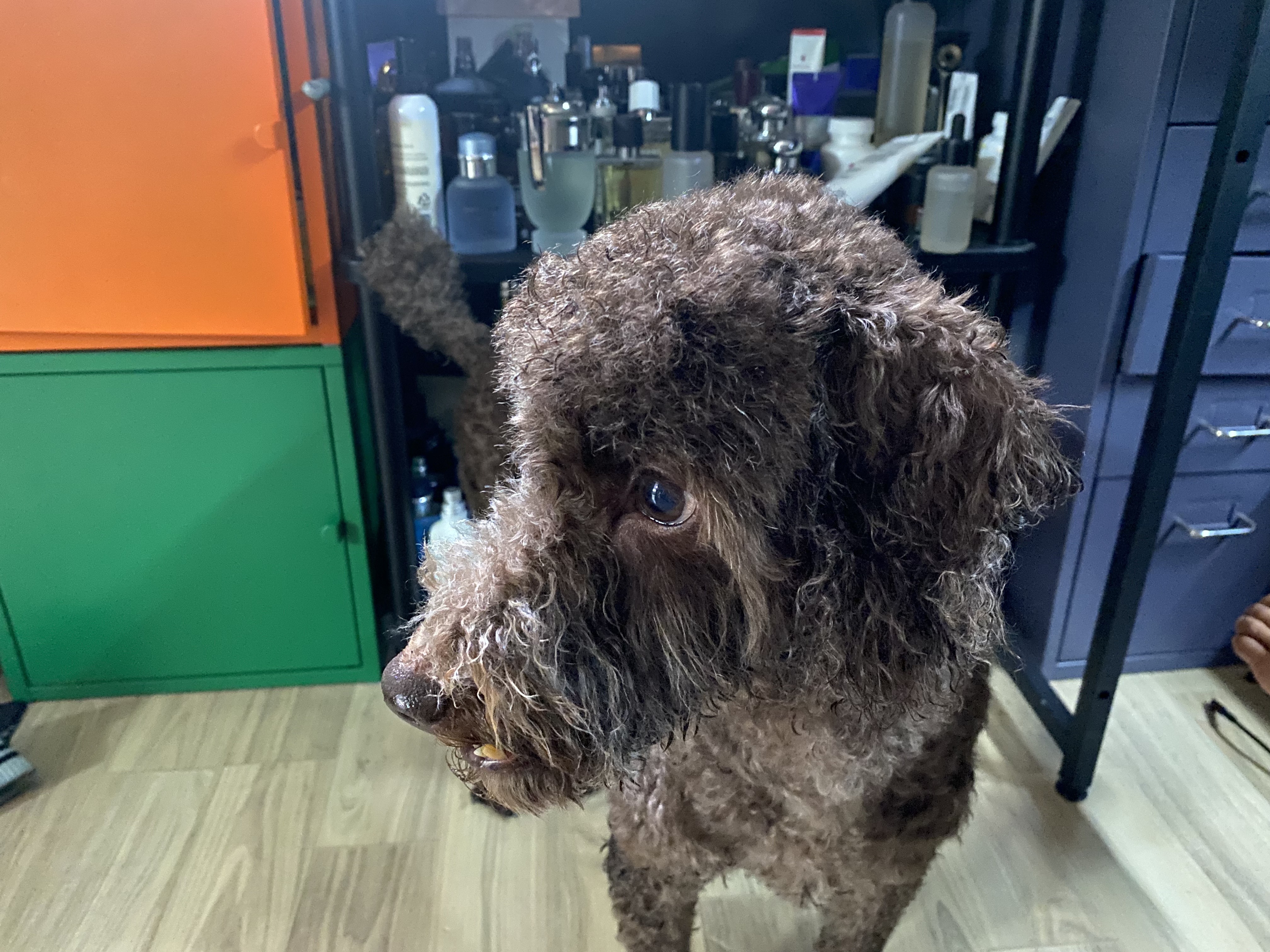 유기견보호센터 강아지보호소 고양이보호소 - 펫찾기 15번째 사진