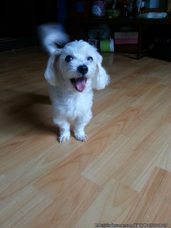 유기견보호센터 강아지보호소 고양이보호소 - 펫찾기 15번째 사진