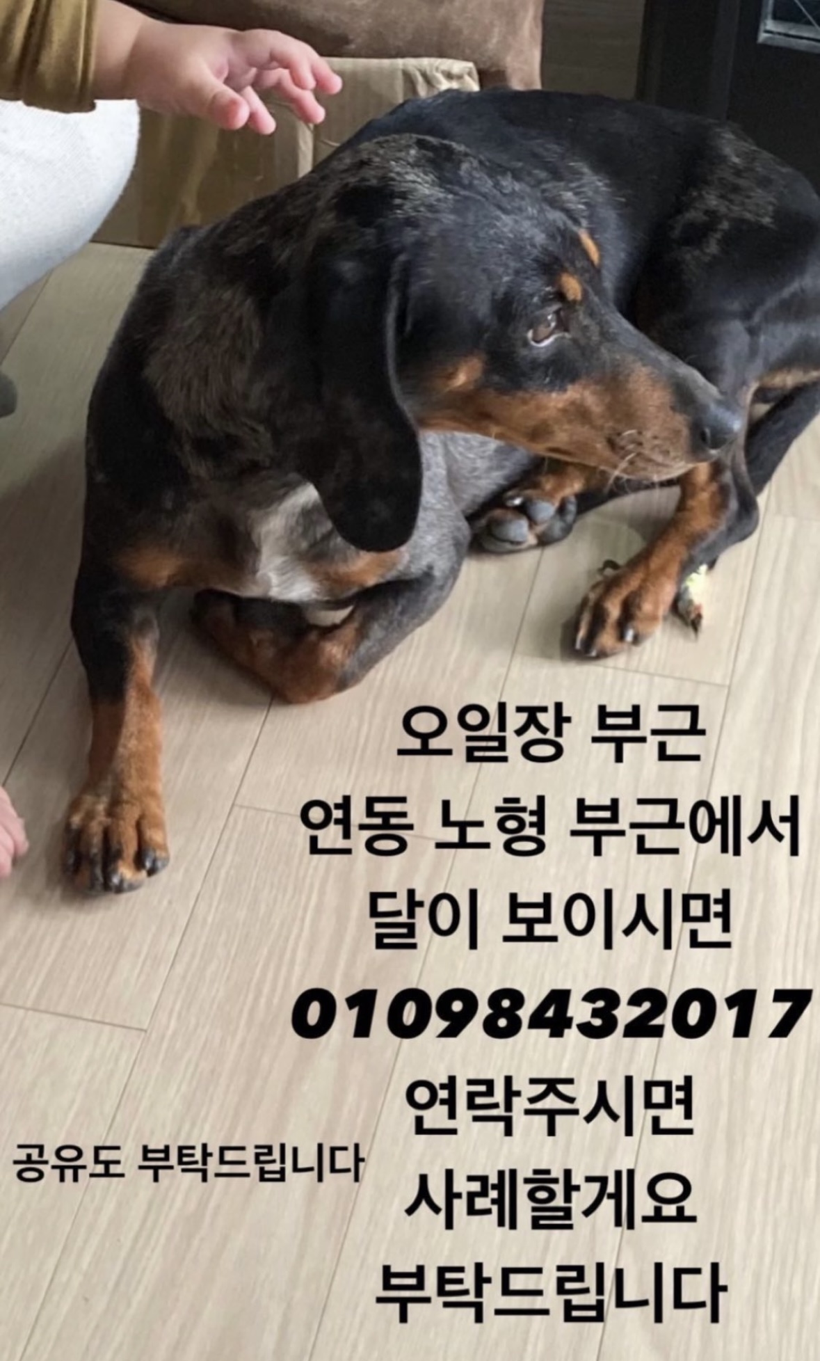 유기견보호센터 강아지보호소 고양이보호소 - 펫찾기