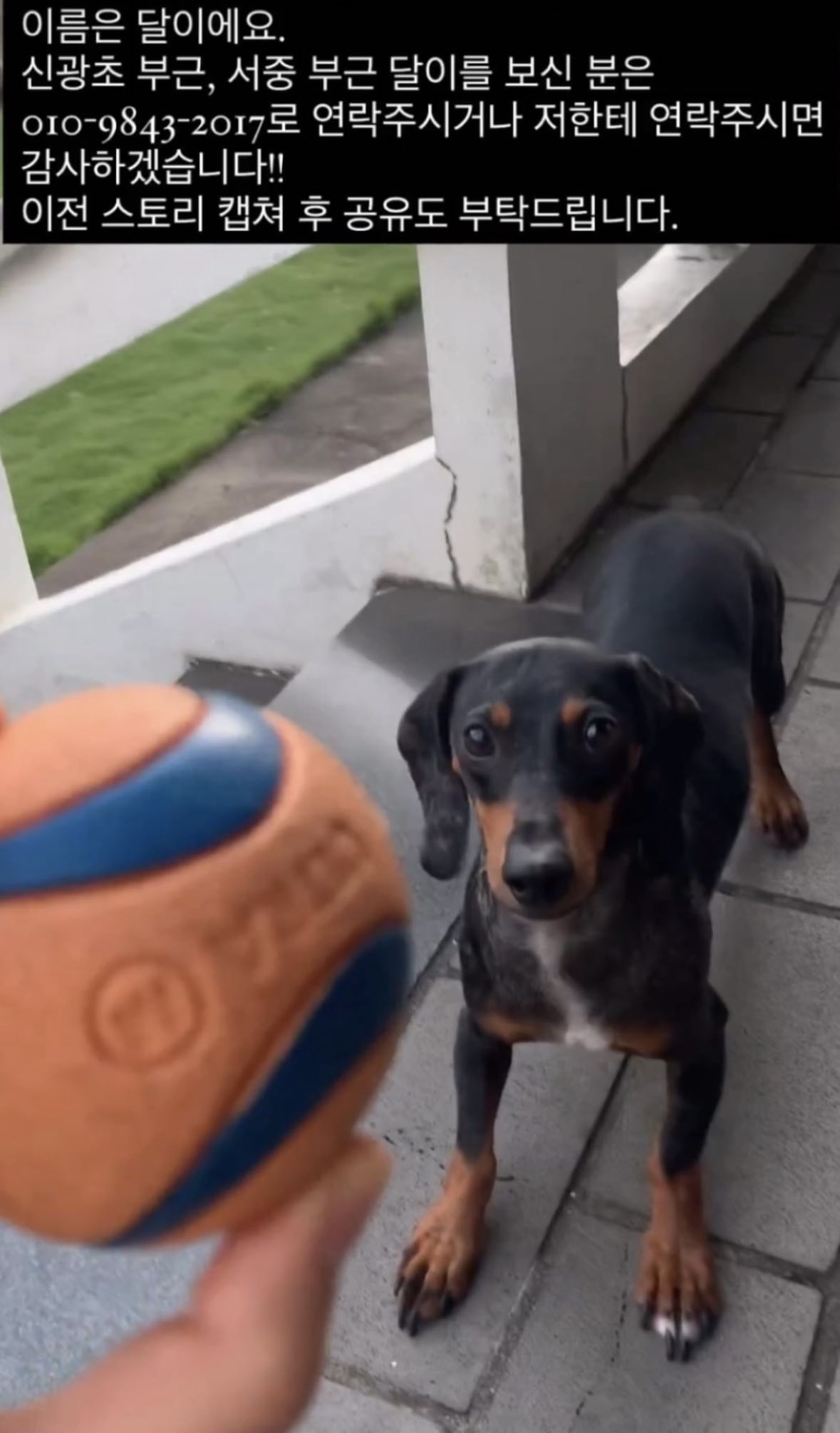 유기견보호센터 강아지보호소 고양이보호소 - 펫찾기 2번째 사진