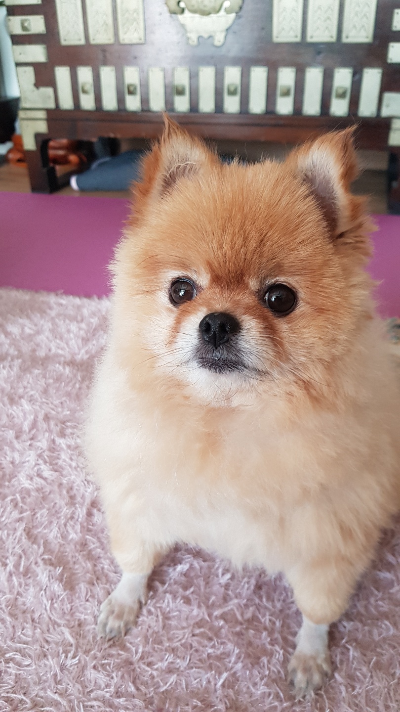 유기견보호센터 강아지보호소 고양이보호소 - 펫찾기 41번째 사진