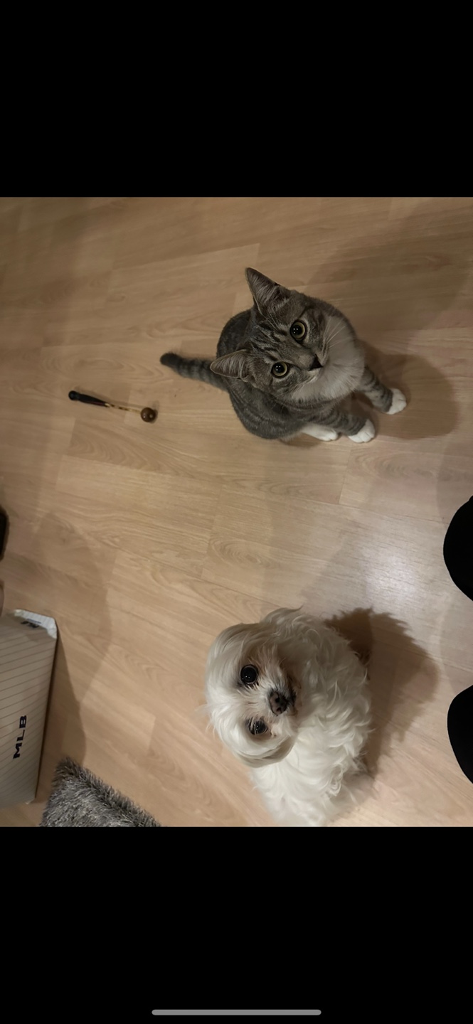 유기견보호센터 강아지보호소 고양이보호소 - 펫찾기 18번째 사진