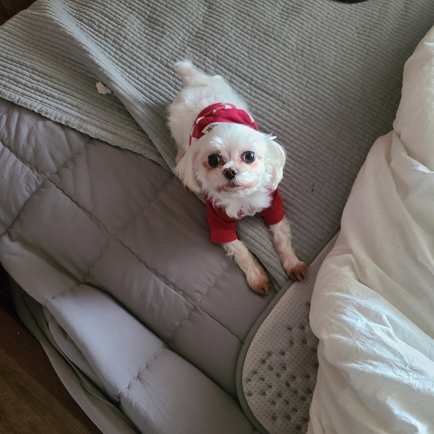 유기견보호센터 강아지보호소 고양이보호소 - 펫찾기 19번째 사진