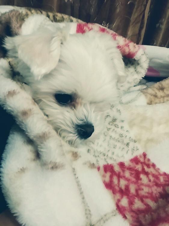 경기 안양 평안동 근처 말티즈(여) 6살 찾습니다!