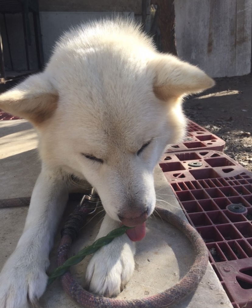 유기견보호센터 강아지보호소 고양이보호소 - 펫찾기 35번째 사진