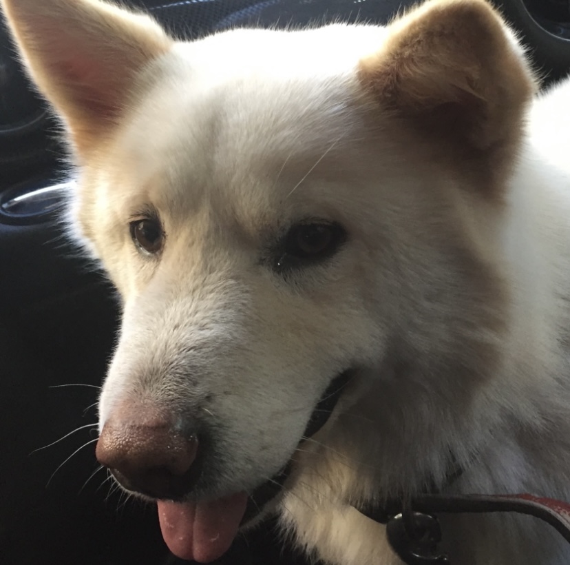 유기견보호센터 강아지보호소 고양이보호소 - 펫찾기 32번째 사진