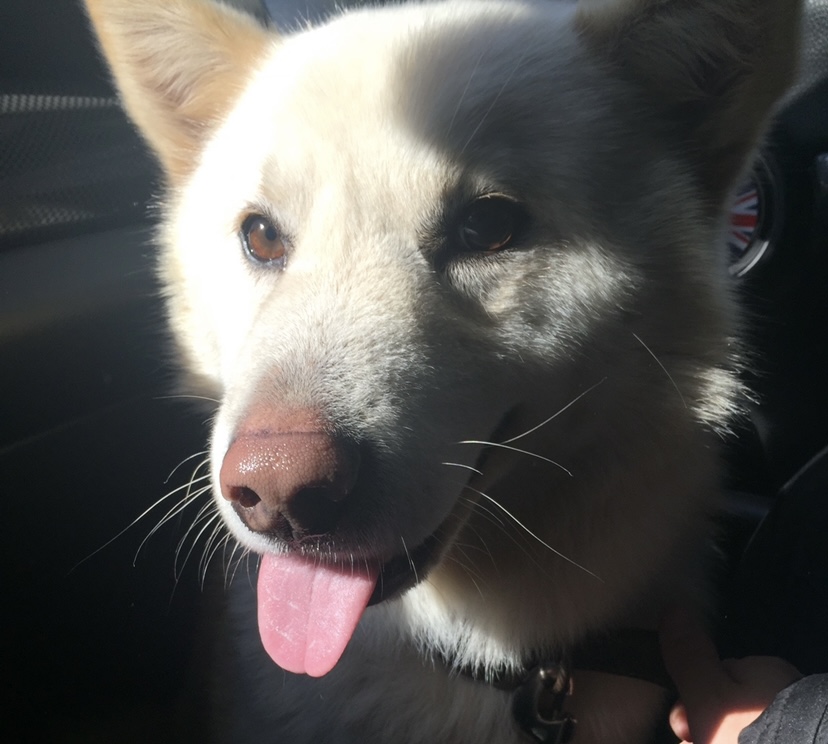 유기견보호센터 강아지보호소 고양이보호소 - 펫찾기 33번째 사진