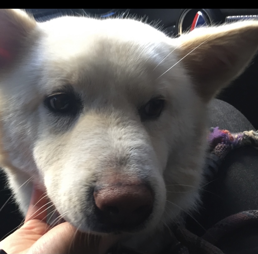 유기견보호센터 강아지보호소 고양이보호소 - 펫찾기 31번째 사진