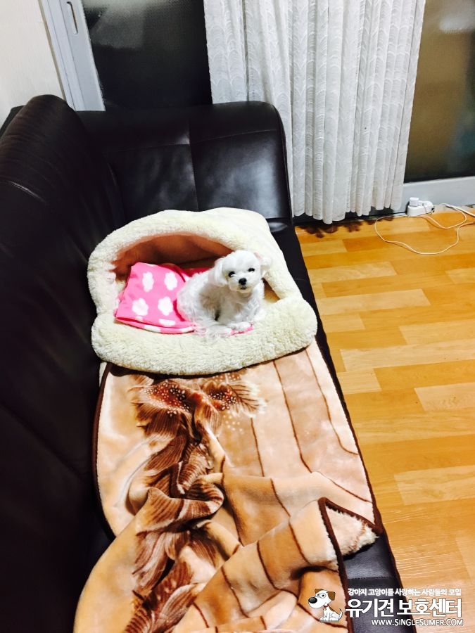 안양시 박달1동사무소 주변에서 1.6kg 말티즈여아를 잃어버렸습니다.