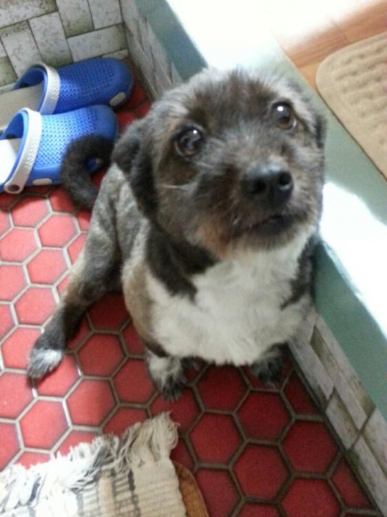 유기견보호센터 강아지보호소 고양이보호소 - 펫찾기 2번째 사진