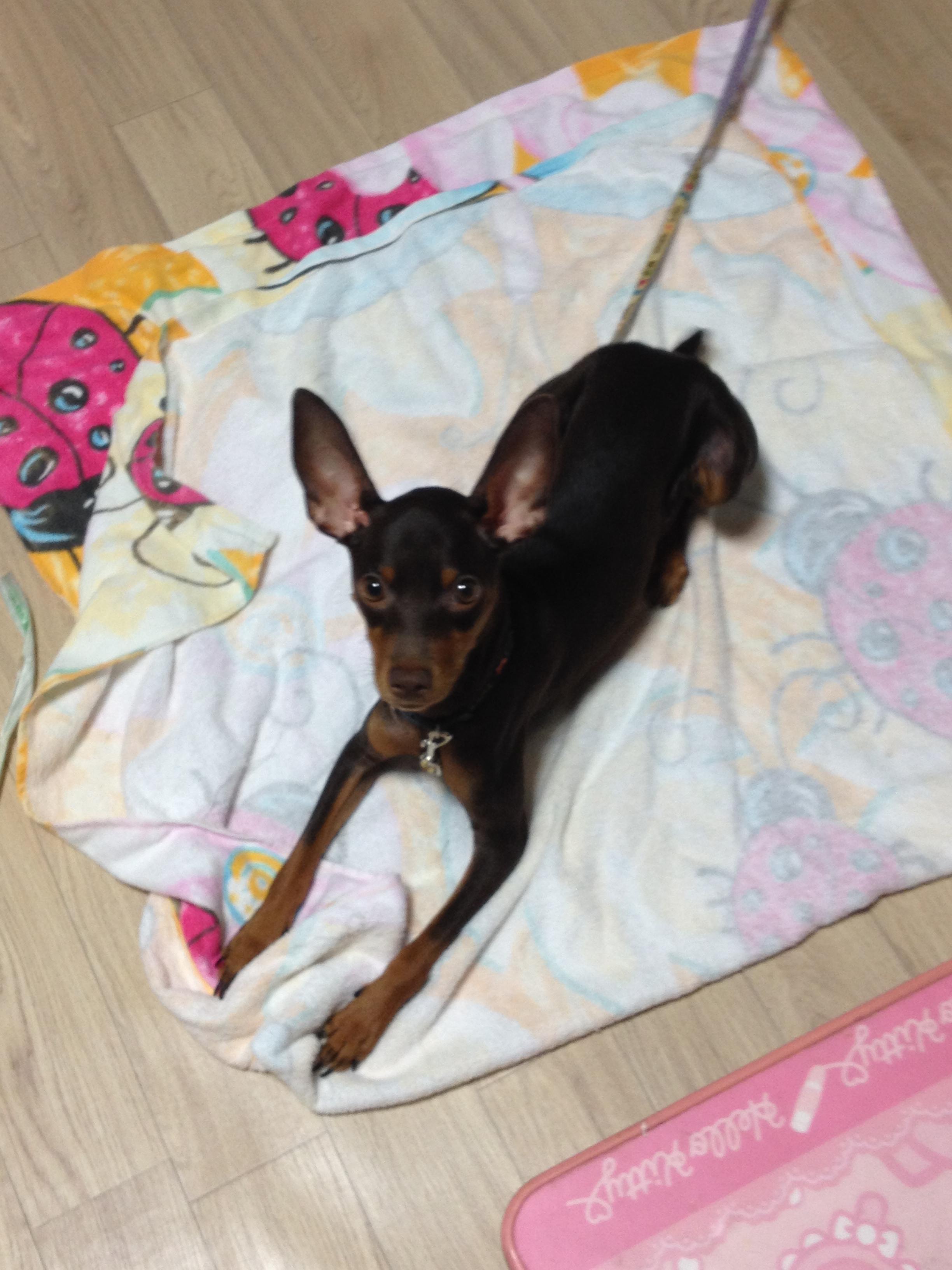 유기견보호센터 강아지보호소 고양이보호소 - 펫찾기 16번째 사진