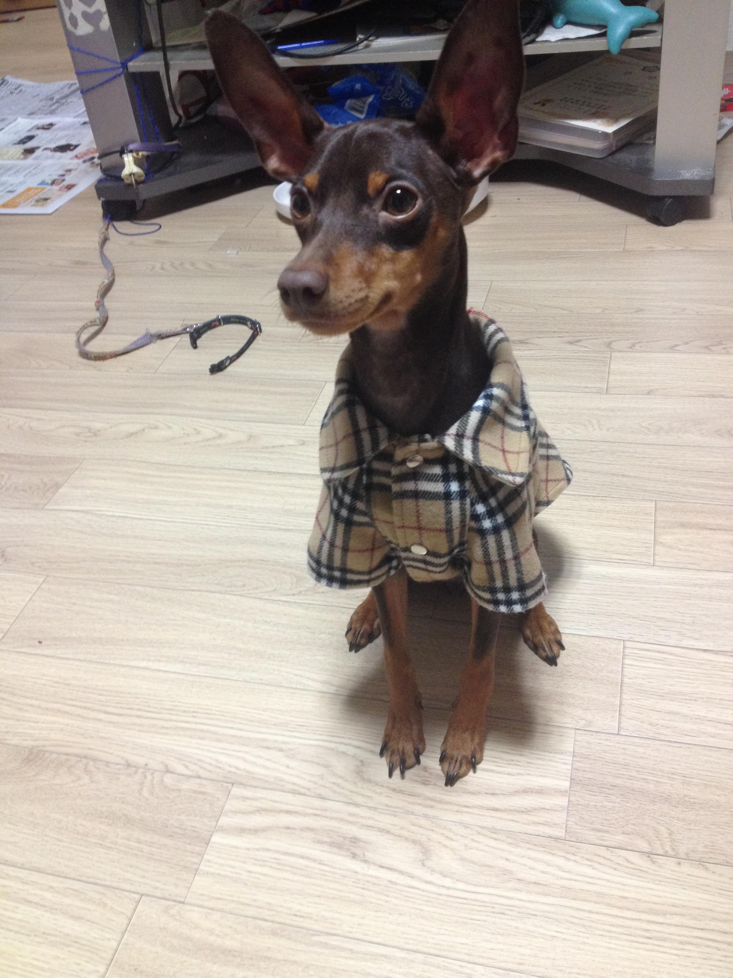 유기견보호센터 강아지보호소 고양이보호소 - 펫찾기 17번째 사진