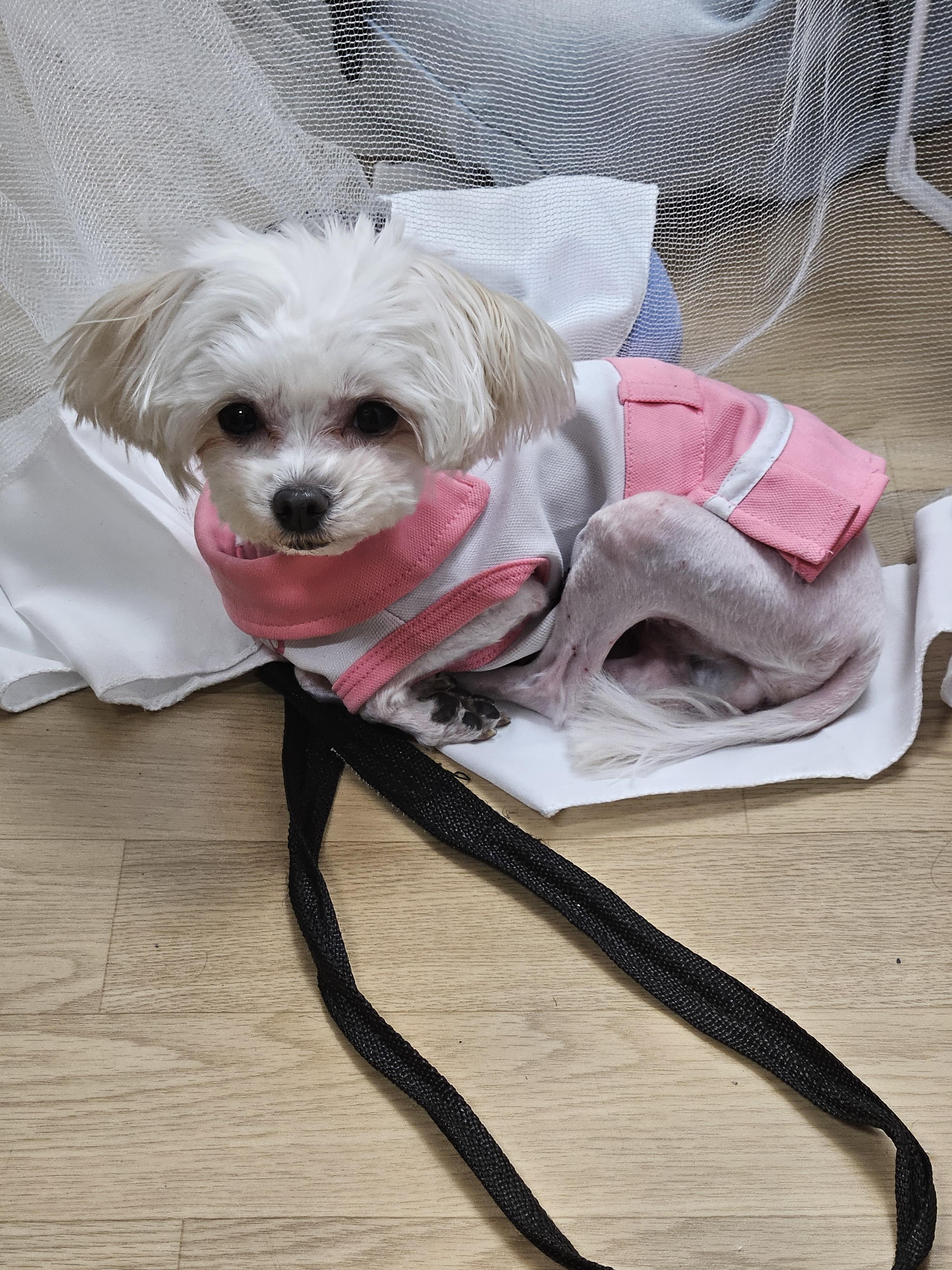 말티즈 암컷 나이는 8살 눈물자국이 많은게 특징입니다 - 강아지 찾아요 - 유기견 보호 센터 - 이미지 1