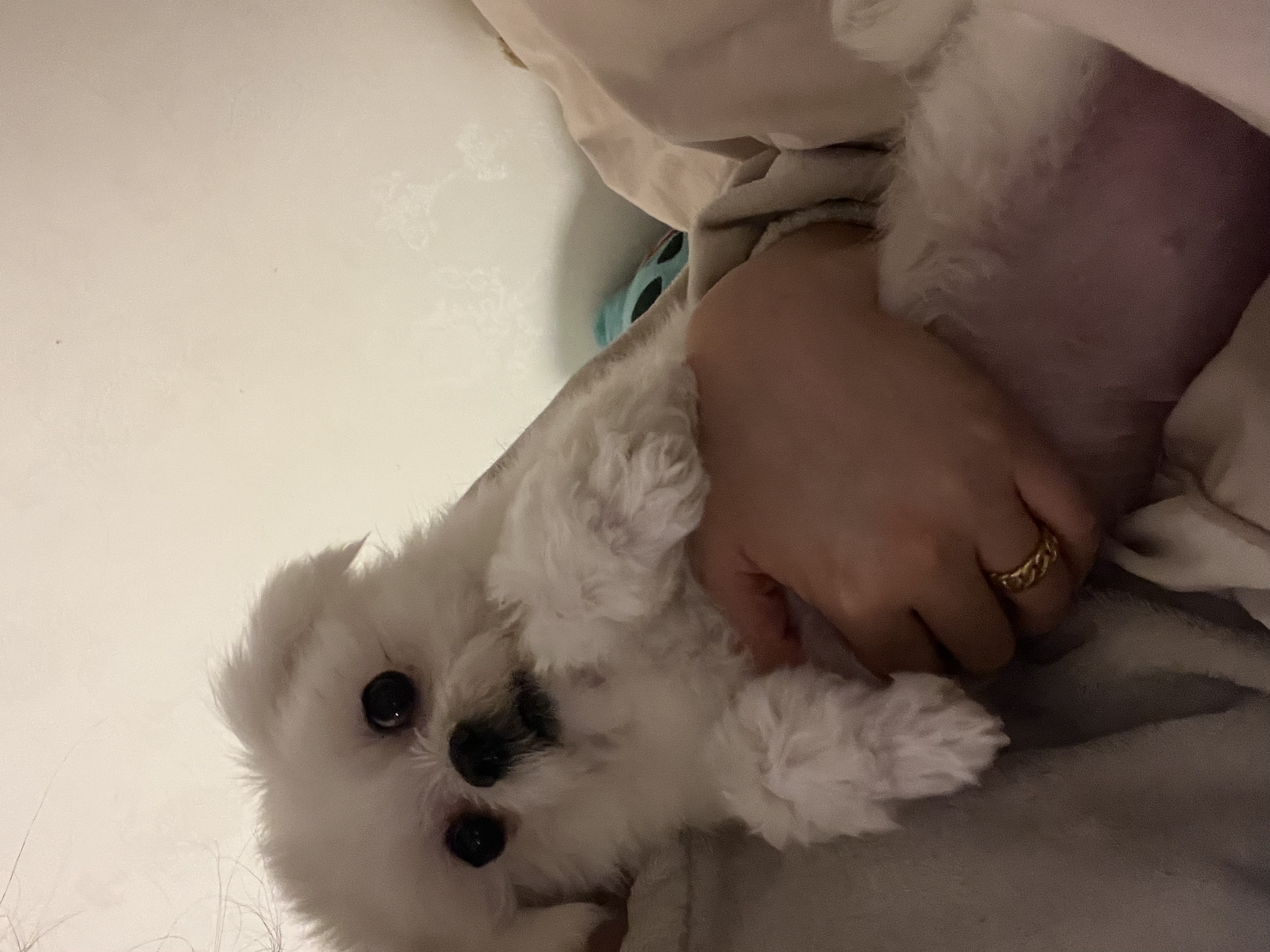 유기견보호센터 강아지보호소 고양이보호소 - 펫찾기 16번째 사진