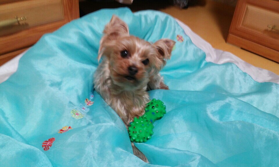 대구 북구 칠곡 유기견 찾아요ㅠㅠ