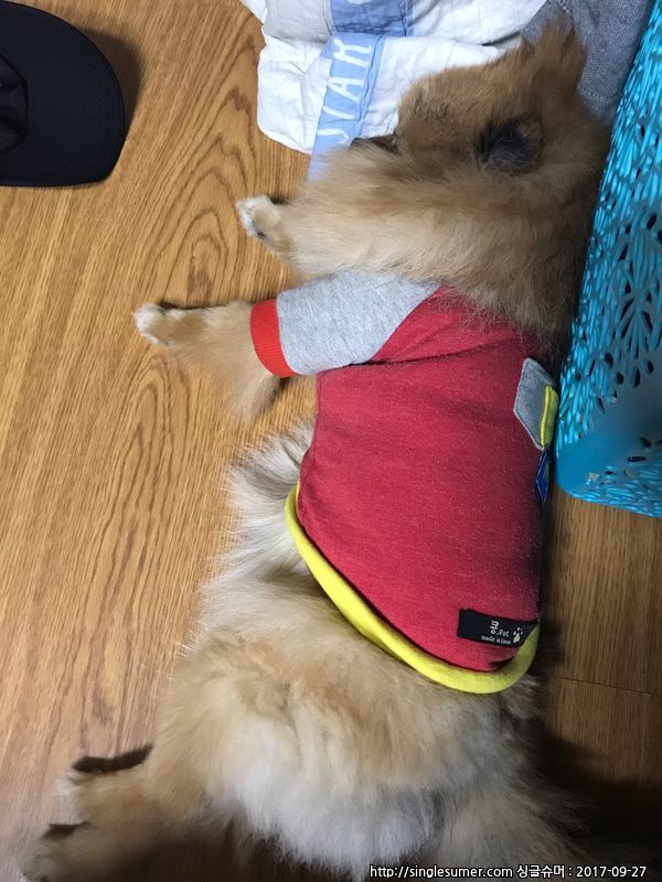 갈색포메라니안 안산시 상록구부근 3번째 사진