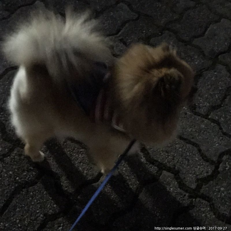 갈색포메라니안 안산시 상록구부근 2번째 사진