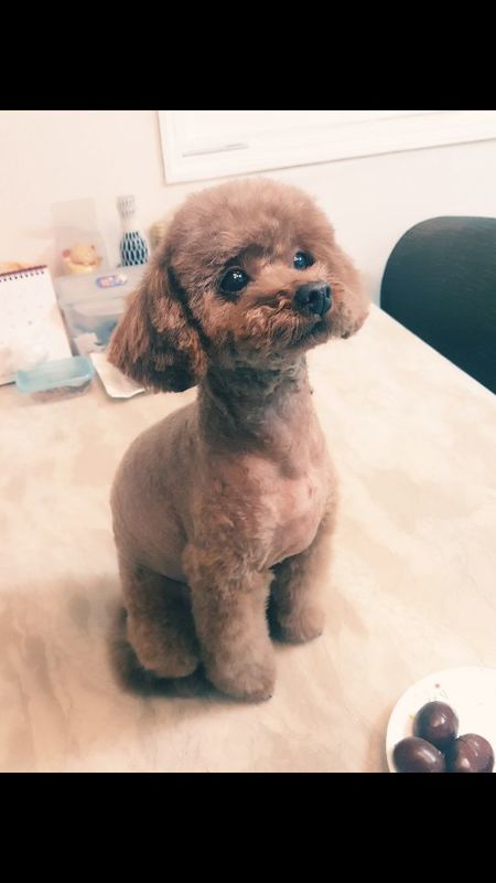 유기견보호센터 강아지보호소 고양이보호소 - 펫찾기 25번째 사진