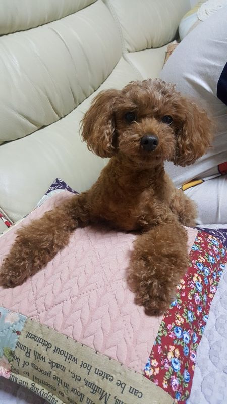 유기견보호센터 강아지보호소 고양이보호소 - 펫찾기 26번째 사진