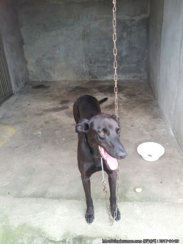 유기견보호센터 강아지보호소 고양이보호소 - 펫찾기 28번째 사진