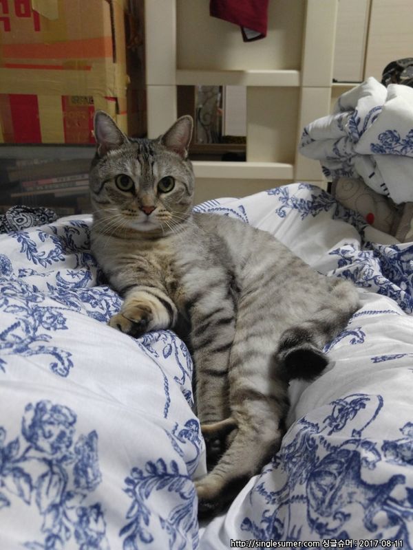 강서구 등촌2동에서 고양이 잃어버렸습니다.