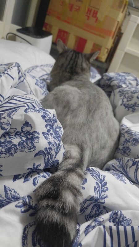 강서구 등촌2동에서 고양이 잃어버렸습니다. 3번째 사진