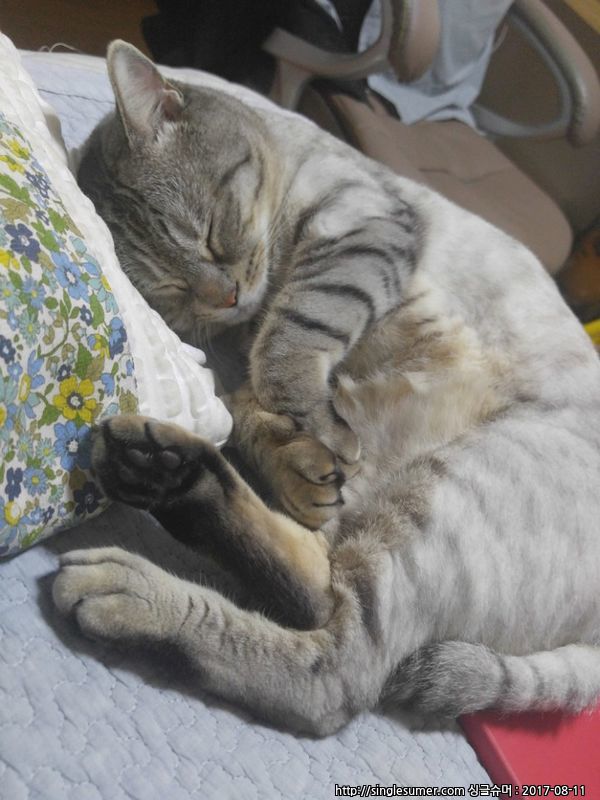 강서구 등촌2동에서 고양이 잃어버렸습니다. 2번째 사진