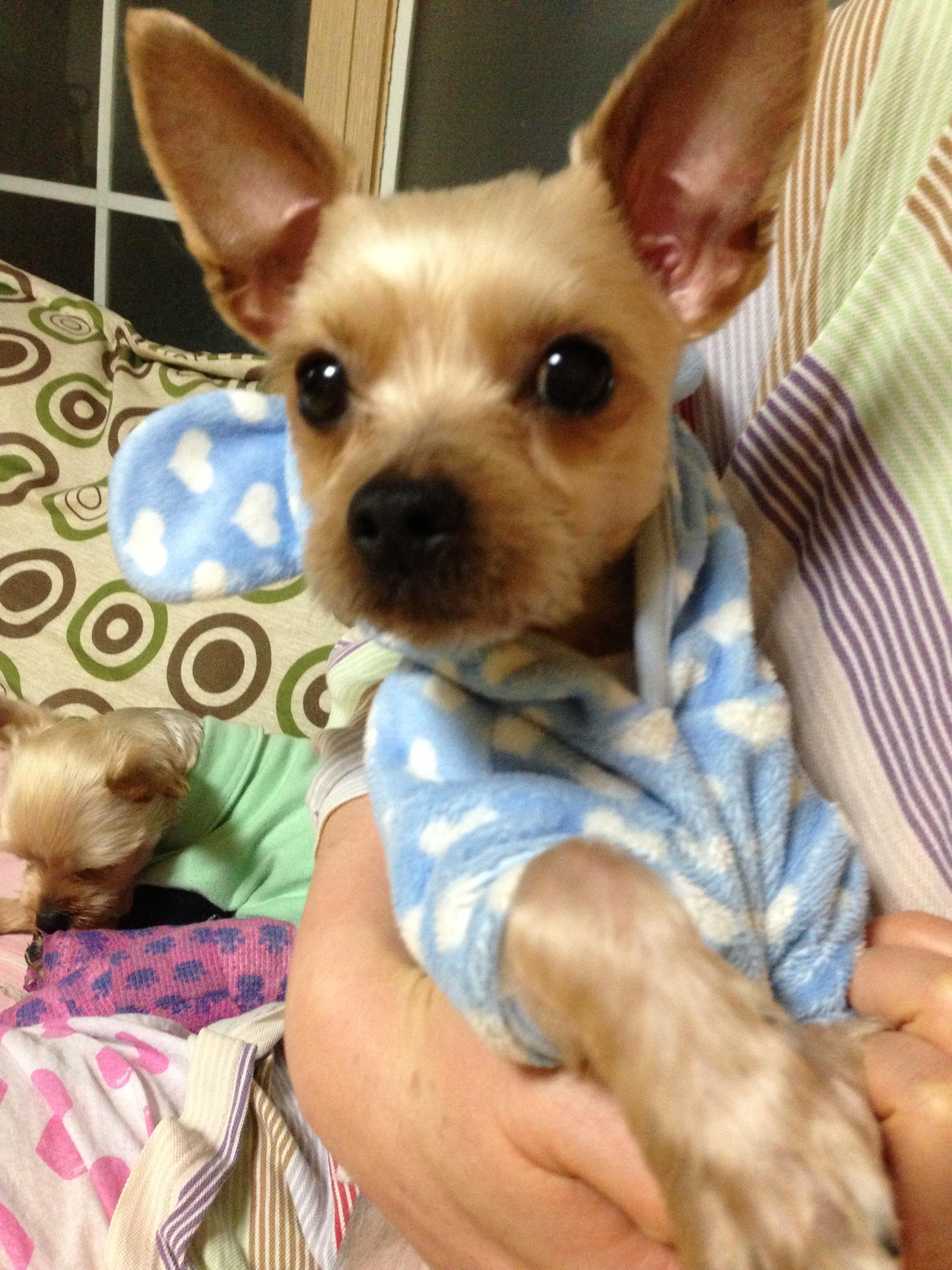 유기견보호센터 강아지보호소 고양이보호소 - 펫찾기 11번째 사진