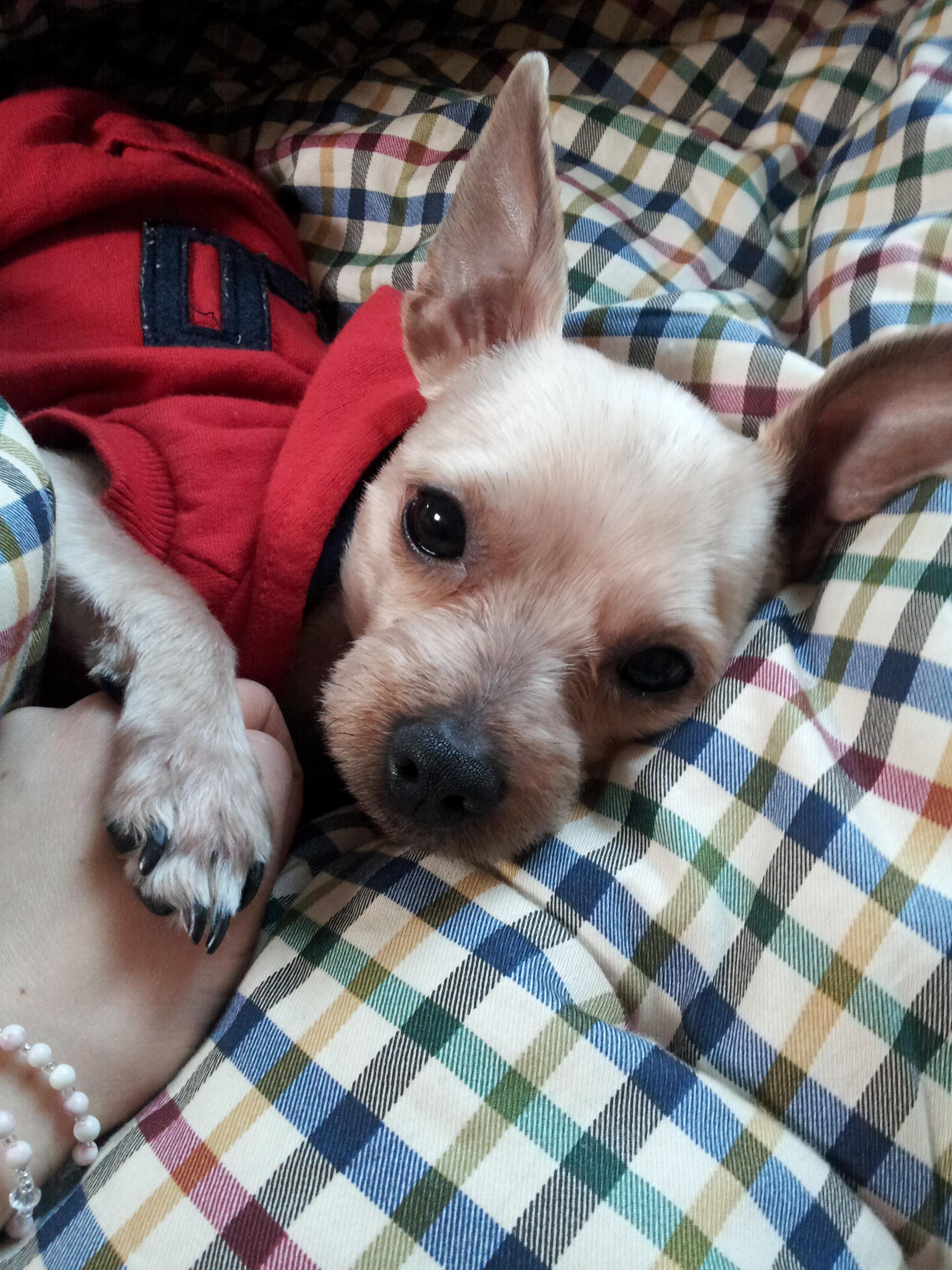 유기견보호센터 강아지보호소 고양이보호소 - 펫찾기 12번째 사진